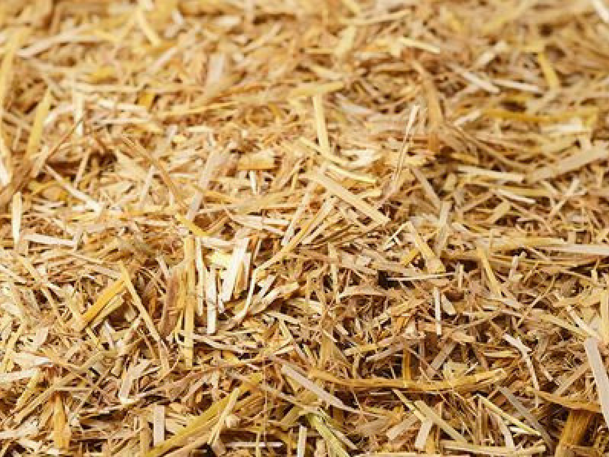 straw-bedding-three-reasons-it-s-a-superior-choice-for-the-environment